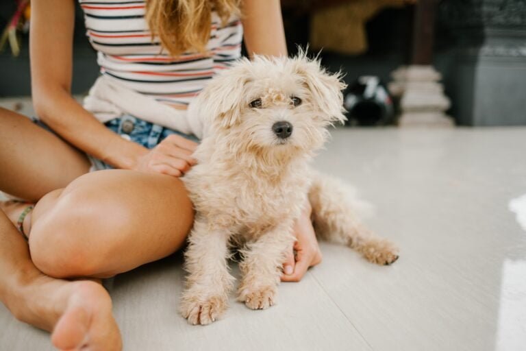 Meditation With Pets: How to Meditate With a Distracting Pet